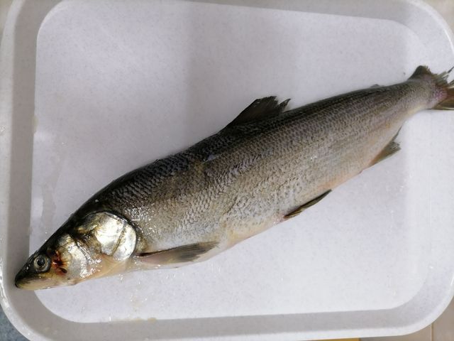Нельма – что за рыба и как готовить | Подробная информация
