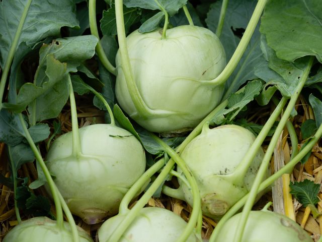 Секреты зимних заготовок из капусты | Cabbage, Food, Vegetables