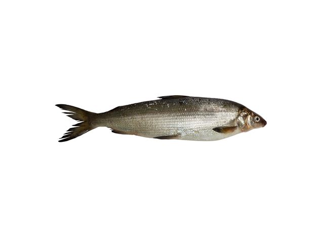 Все о рыбе омуль: характеристика, питание, способы приготовления
